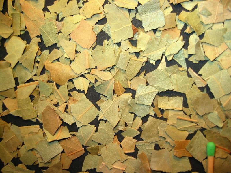 Square-cut 8 x 8 mm (concis, coarse-cut), laurel leaves (FOLIALAURUS NOBILIS).jpg